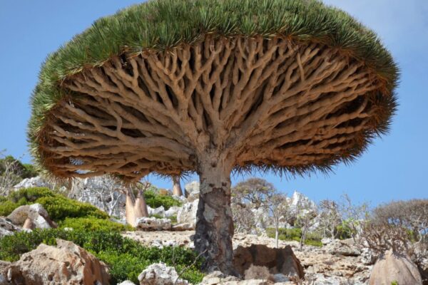 Dragon tree