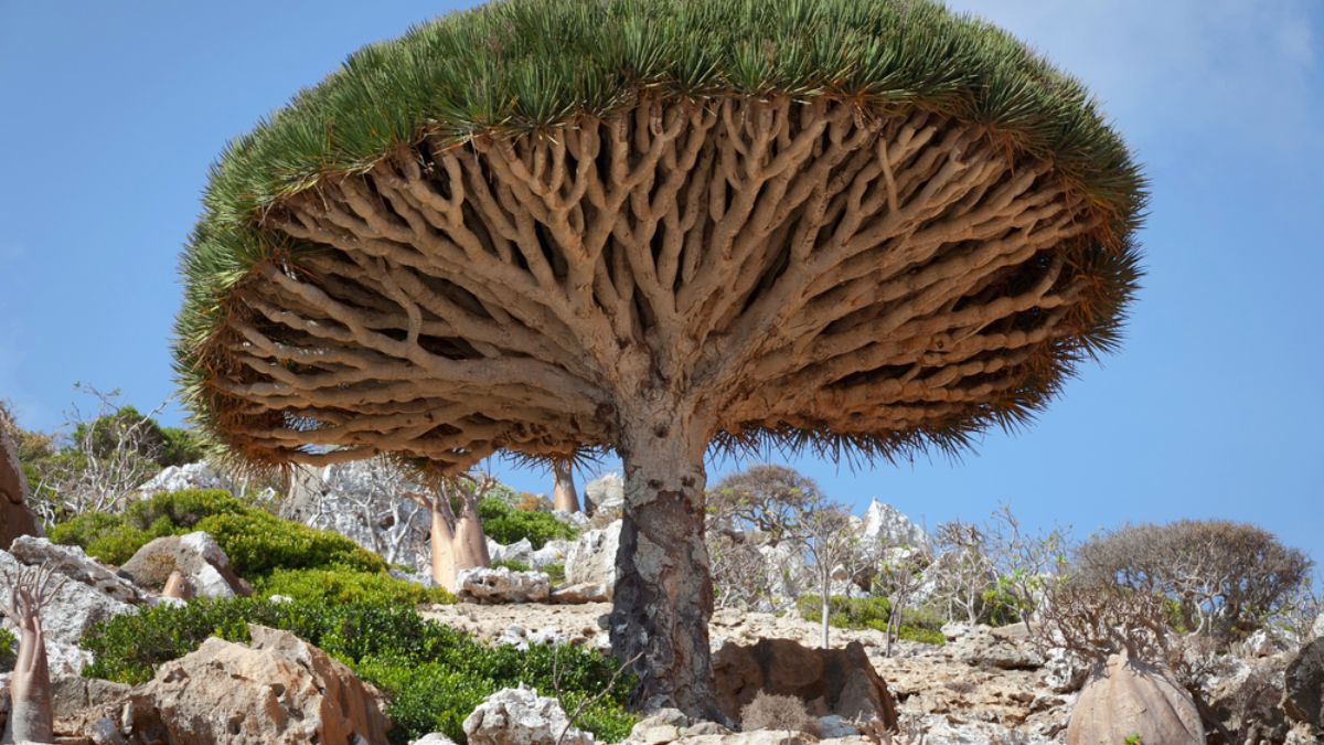 Dragon tree