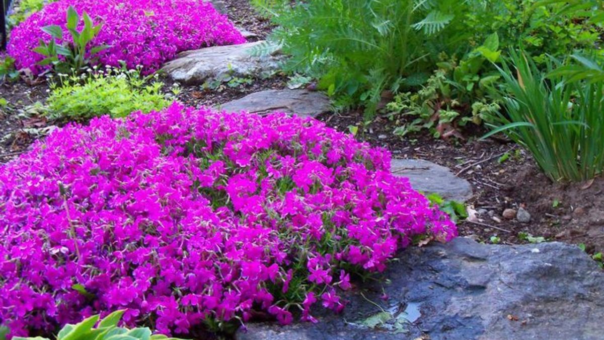 Creeping Phlox