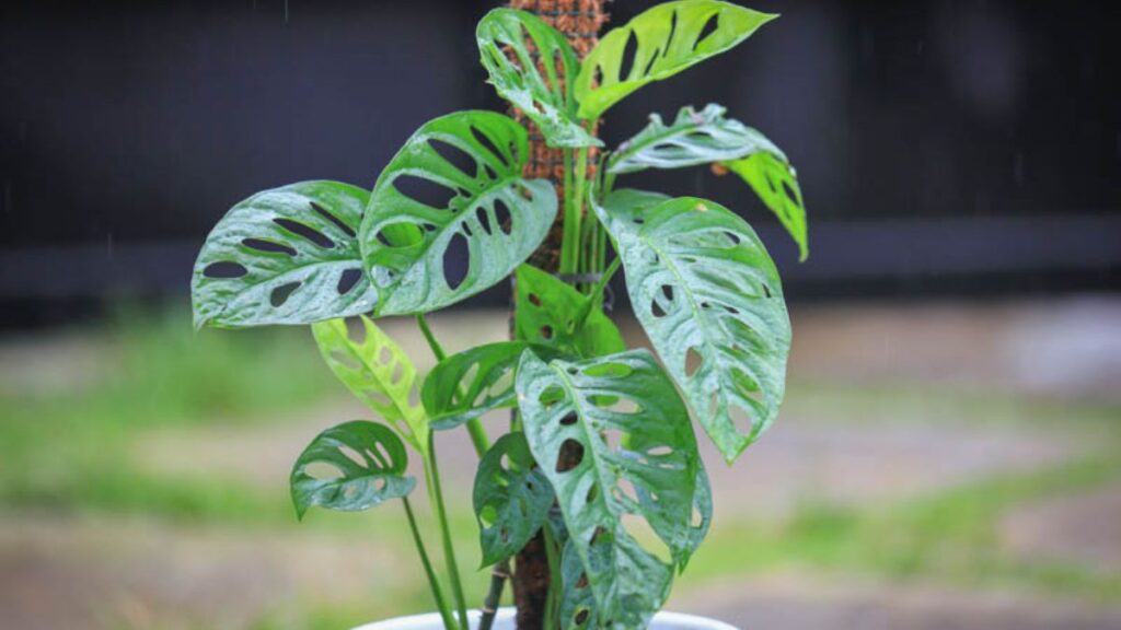 Monstera Adansonii