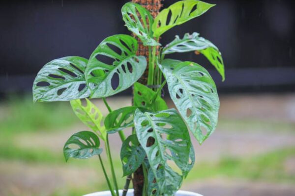 Monstera Adansonii