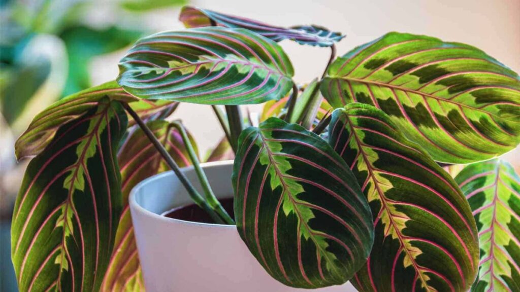 prayer plant