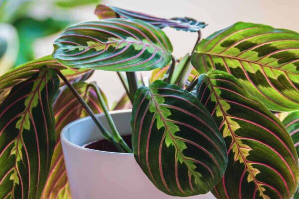 prayer plant