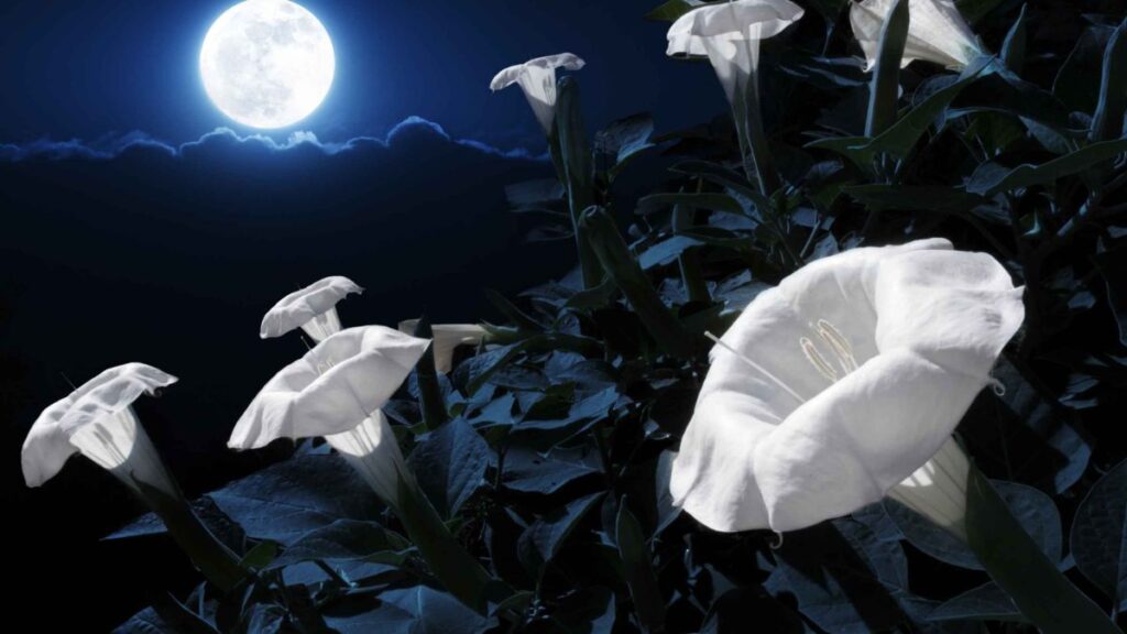 Moon Flower