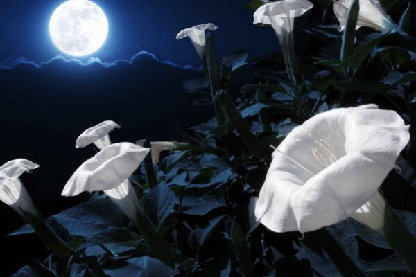 Moon Flower