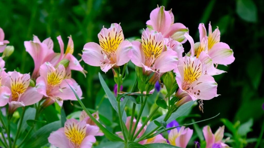 Peruvian Lily