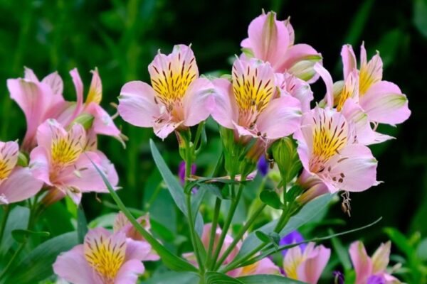 Peruvian Lily