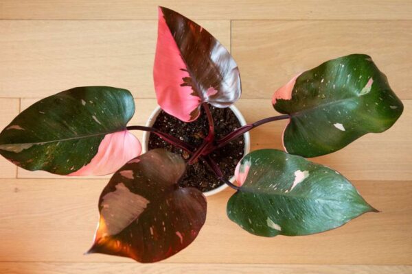 Pink Princess Philodendron