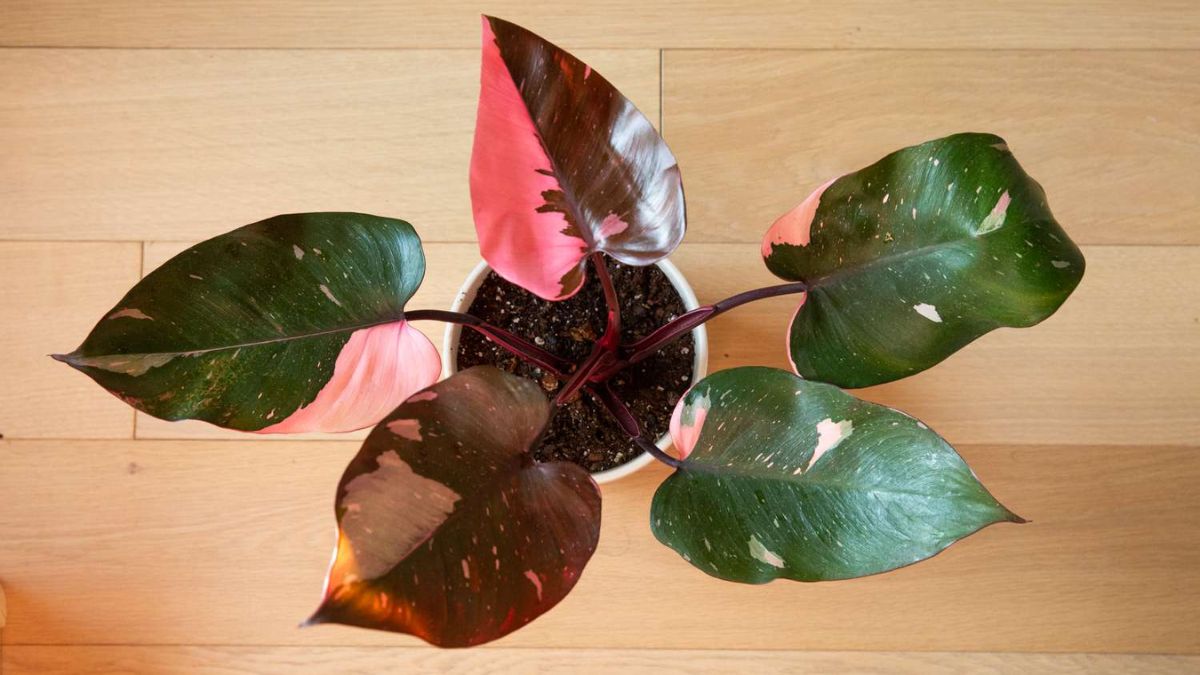 Pink Princess Philodendron