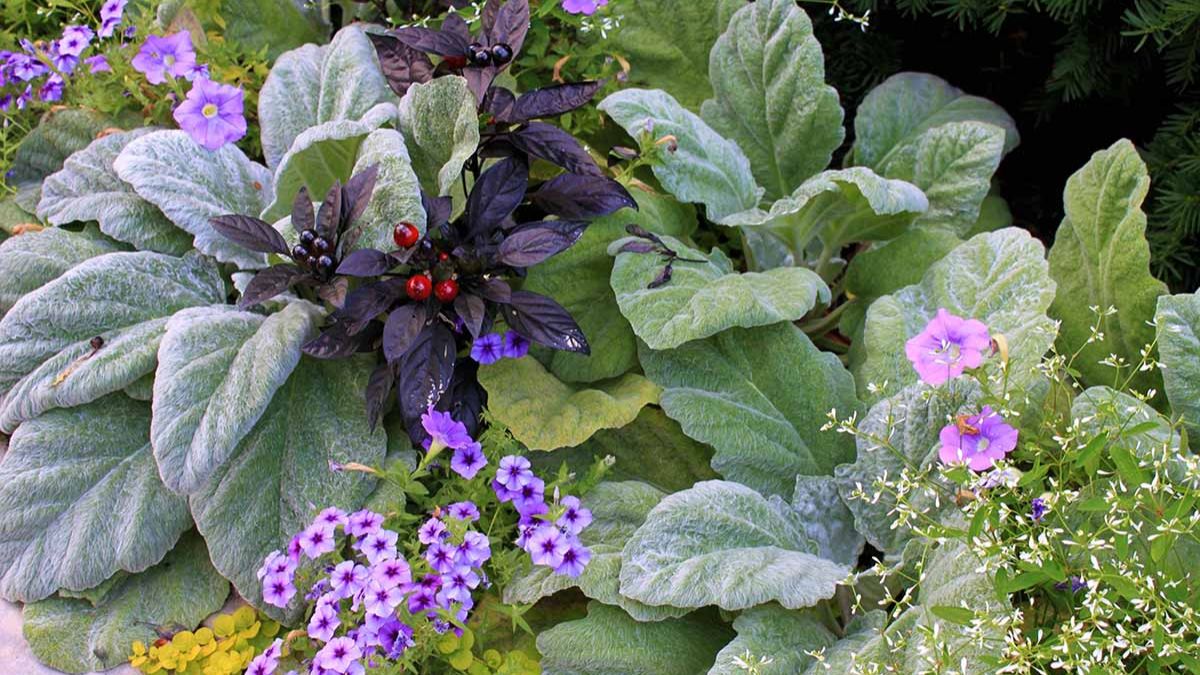 Lamb's ear